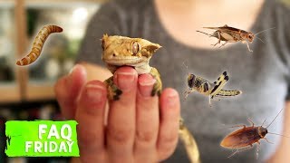 The TRUTH About Crested Gecko Diets Do They NEED Insects [upl. by Neirbo881]