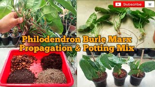 Philodendron Burle Marx Propagation and Potting Mix I Burle Marx Potting Mix I DoorStepGarden [upl. by Aneala]