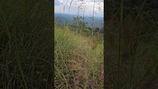 Trek to peace Mustgo one if you are in wayanad Like Subscribe P2trending kerala india travel [upl. by Yehudi764]