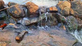 BEAUTIFUL TRICKlING STREAM TRICKLING BROOK SOUNDS WATER TRICKLING ASMR NO MUSIC [upl. by Ahtelra838]