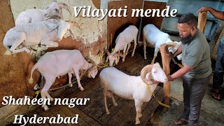 Vilayati mende available in Hyderabad Shaheen nagar  adant Vilayati sheeps in Hyderabad [upl. by Nilhsa]