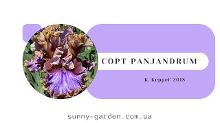 Сорт PANJANDRUM K Keppel 2018 [upl. by Nara621]