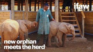 A newly orphaned calf meets the orphan herd [upl. by Henson373]