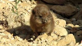 Baby rock hyrax stumblingavi [upl. by Jenks773]