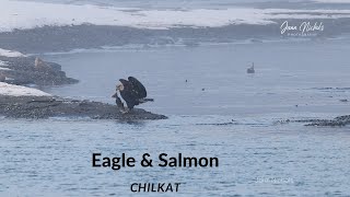 Juvenile Bald eagle catches salmon at Chilkat in Alaska [upl. by Enaoj]