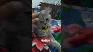 Si Manja namaku ABOE song kucinglucuimut lagukucing [upl. by Cantlon101]