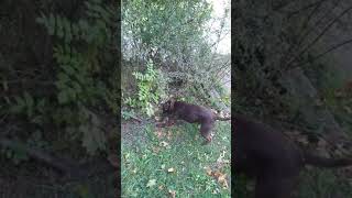 Patterdale terrier with amazing speed catches rat [upl. by Etsirk]