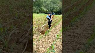 Creative Idea  Young Farmers Transforms Old Bicyle Wheel Into Corn Weeding Tool shorts [upl. by Cirri]