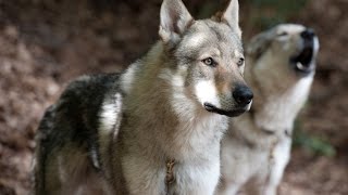 Czechoslovakian wolf dog [upl. by Gaskill]