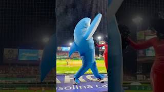 Tiburón en estadio Tomateros [upl. by Dobbins671]