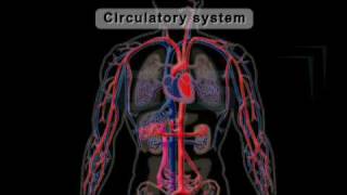 EDGE circulatory system class 10 [upl. by Eive413]