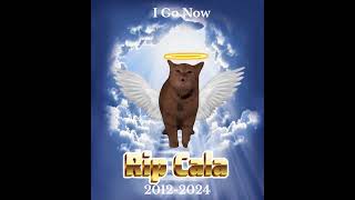 RIP Cala the Cat I go Meow Cat [upl. by Tfat]