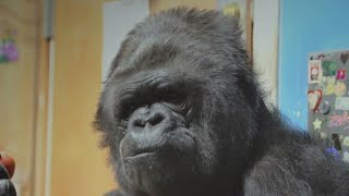 Remembering the human side of Koko the gorilla [upl. by Alekin]