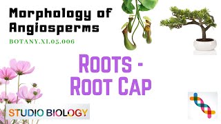 BOTANYXI05006Morphology of Angiosperms – Roots – Root cap [upl. by Sanjay246]