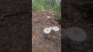 Parasol mushroom Macrolepiota procera [upl. by Enoyrt696]