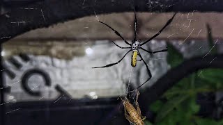 Nephila madagascariensis feeding You took your time [upl. by Avra]