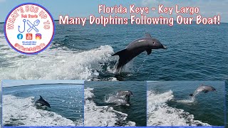 Many Dolphins Following our Boat in Key Largo for 10 minutes [upl. by Hedve]