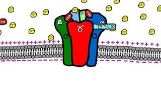 Sedative Drugs Mechanism of Action Benzodiazepines and Barbiturates [upl. by Bornstein]