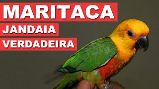 Maritaca Jandaia Verdadeira  Quatro Patas [upl. by Pauwles]