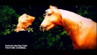 Horse Mating With Female Horse Animals Mating Like Humans For Real  6 [upl. by Sonitnatsok]