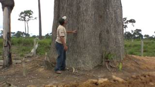 Árvores da Amazônia  Castanheiras do Brasil gigantescas Nova Bandeirantes MT [upl. by Aierdna]