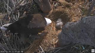 Captiva Eagle Cam Bald Eagles [upl. by Eryn]