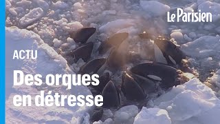 Japon  des orques piégées par la glace filmées en train de lutter pour leur survie [upl. by Sherm]