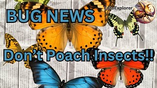 Bug News  Insect Poachers Pinched Here Is How To Collect Legally [upl. by Volin]