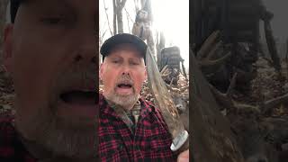 9 Pt Buck No Field Dressing shortvideo subscribe archery deer fall nature hunting shorts [upl. by Anavas]