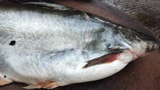 Amazing indian Basa Fish boneless and Skinless Cutting skills of  Pangasius Fish [upl. by Hoashis]