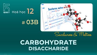 Disaccharides Saccharose amp Maltose [upl. by Nnylimaj518]