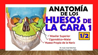 🥇 HUESOS DE LA CARA 12  Maxilar Superior Cigomático Propio de la Nariz [upl. by Mchale]