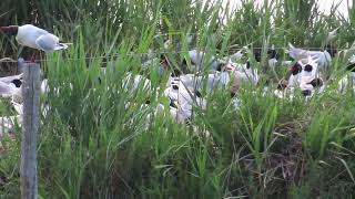 Mediterranean gulls nesting in the Camargue [upl. by Nalyad476]