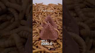 10 000 Mealworms vs TOBLERONE [upl. by Pebrook]