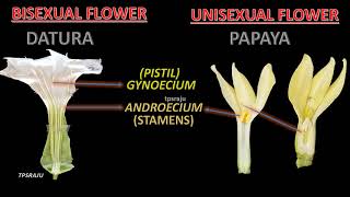 BISEXUAL FLOWERS  UNISEXUAL FLOWERS MALE FLOWER  FEMALE FLOWER [upl. by Nalad]