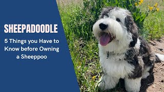 Sheepadoodle  5 Things you Have to Know before Owning a Sheeppoo [upl. by Ayotnahs]