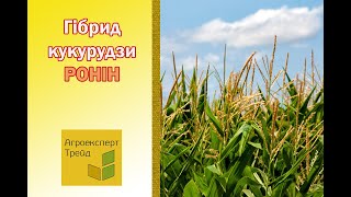 Кукурудза Ронін 🌽  опис гібрида 🌽 [upl. by Otero32]