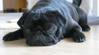 Respiratory Health for Pugs The Benefits of Breathing Exercises [upl. by Sumerlin]