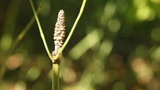 EQUISETUM LAEVIGATUM [upl. by Kcitrap]