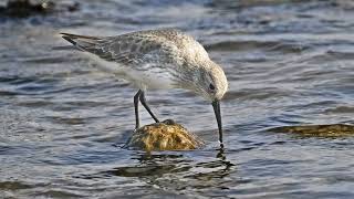 Dunlin Shore birds [upl. by Crispin]