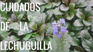 Ajuga ReptansBúgulaLechuguilla Informacion sobre sus cuidados [upl. by Gentille]