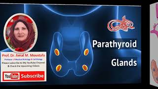 Histology of Parathyroid Glands Dr Amal Mohamed Moustafa [upl. by Watkin]