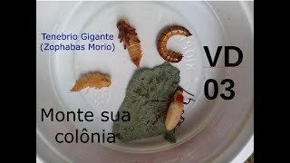 Iniciando sua colônia de tenebrio gigante Zophobas Morio  superworms VD 03 [upl. by Ennazzus897]