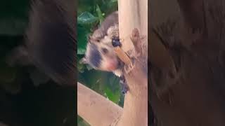 Chimpapet animals  jockey shorts videos plz subscribes MRJACKEY chennal ✨️😍 [upl. by Power403]