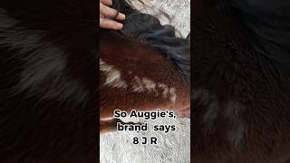 Whats with numbers on your horsestandardbred rescuehorses USTA trottinghorses horsewelfare [upl. by Eikin]