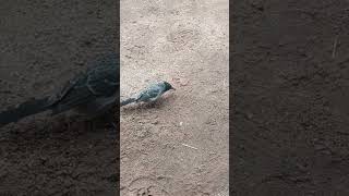 Red vented bulbul Bird 🐦 [upl. by Zakaria815]