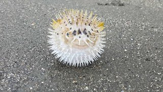 Porcupinefish Diodontidae Jamaica [upl. by Kabob]