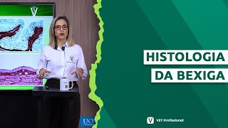 Histologia Veterinária bexiga [upl. by Eladroc]