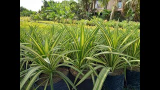 Golden Pandanus Plants Propagation Process [upl. by Iand]