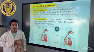 Respiratory system structure and the process of inhalation and exhalation [upl. by Bray]